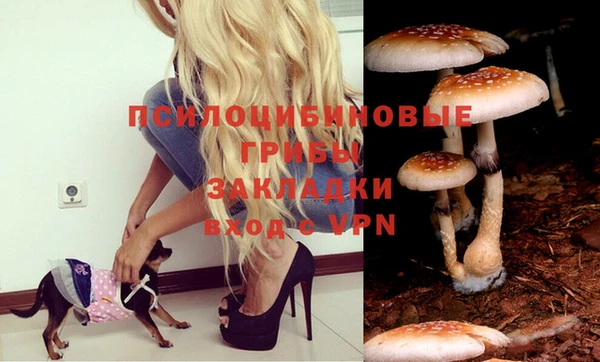 прущие грибы Алексеевка